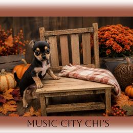 Black - Tan Smooth Coat Male - Black and tan male Chihuahua puppy in Nashville, Tennessee from Music City Chi’s