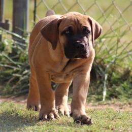 Petunia (Purple) - Brown female Boerboel puppy in Shawnee, Oklahoma from TXT Boerboels