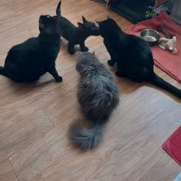 Scottish Terrier Puppies from Atta Scottie