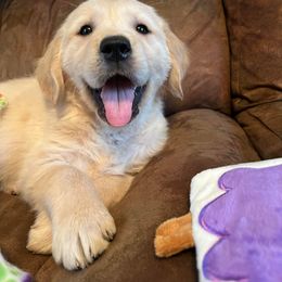 Golden Retriever Puppies from Renko Kennel
