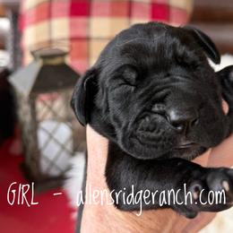 Black beauty - Black female Great Dane puppy in Greenville, South Carolina from Allen’s Ridge Ranch