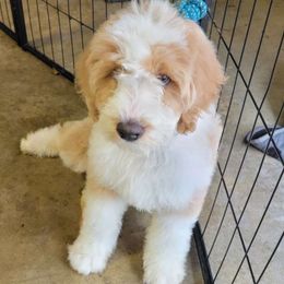 Gray - Cream Goldendoodle puppy in Canton, Georgia from Doodle Family