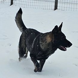Boo - German Shepherd