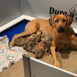 Rhodesian Ridgeback Puppies from Zanata Rhodesian Ridgebacks