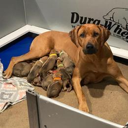 Rhodesian Ridgeback Puppies from Zanata Rhodesian Ridgebacks