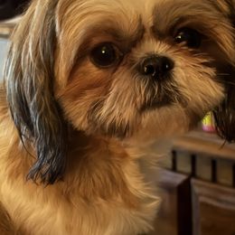 Me’i-li’ - Shih Tzu