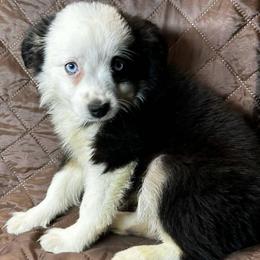 Panda - Black tri female Miniature Australian Shepherd puppy in Hokes Bluff, Alabama from Alegria Toy Aussies