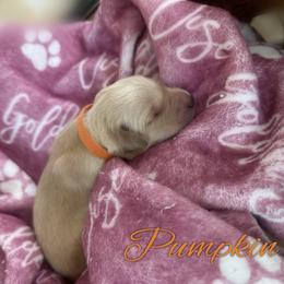 Pumpkin - Light golden female Golden Retriever puppy in Los Osos, California from Wise Goldens
