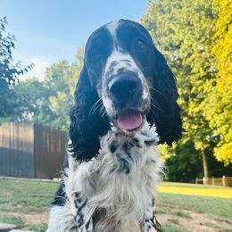 Noodle - English Springer Spaniel