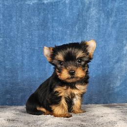Pup 2 - Black and tan male Yorkshire Terrier puppy in Polk City, Florida from Yorkies by Casey