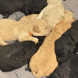 Green - Cream male Goldendoodle puppy in Litchfield, Connecticut from Gracie Doodles CT