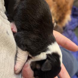 Kitty Wilks - Black tri-color female Australian Shepherd puppy in Takilma, Oregon from Little Elder Creek Australian Shepherds