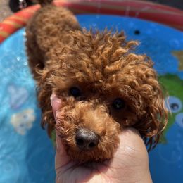 Rye - Poodle