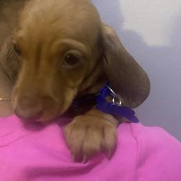 Louie - Red male Dachshund puppy in New York, New York from Sausagedog-NYC