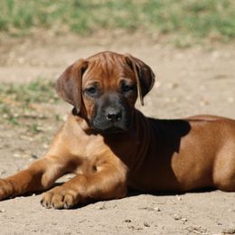 Ms. Purple - Rd whtn blk nose female Rhodesian Ridgeback puppy in Broussard, Louisiana from Karamojo Ridgebacks,  Quality over Quantity