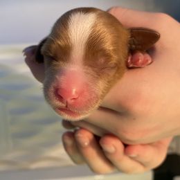 Cavapoo Puppies from Sleeping Bear Kennels