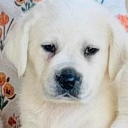 Boy 2 - Yellow male Labrador Retriever puppy in Jamestown, Ohio from Heartlands Quality Labrador Retrievers
