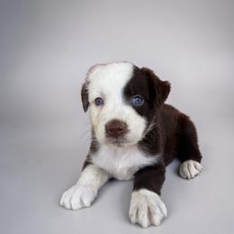 Bentley - Red tri-color male Australian Shepherd puppy in Statesville, North Carolina from Charming Australian Shepherds