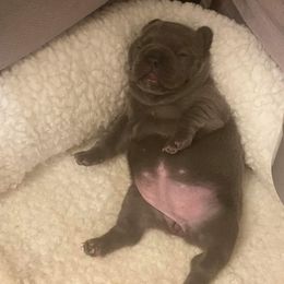 Bulldog and French Bulldog Puppies from Crystals Bulldog Bungalow