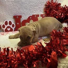 Liver - Brown male Boerboel puppy in Flemingsburg, Kentucky from Aussgardian Boerboels