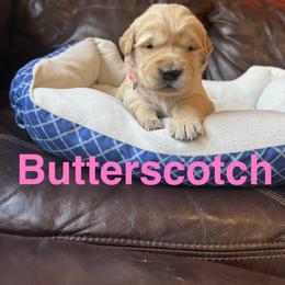 Butterscotch - Light golden female Golden Retriever puppy in Lebec, California from Socalretrievers
