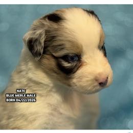 Nate - Blue merle male Australian Shepherd puppy in Bethany, Connecticut from Wynter Thyme Manor Australian shepherds