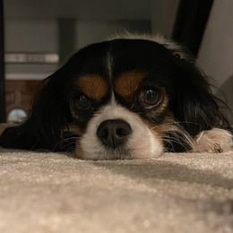 Cavalier King Charles Spaniels from Charly's Cavaliers