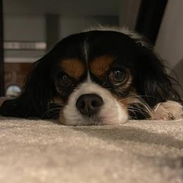 Cavalier King Charles Spaniels from Charly's Cavaliers