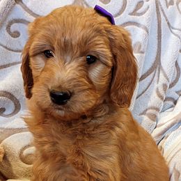 Goldendoodles and Poodles from RamblerGoldens