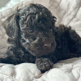 Rosie - Chocolate female Havapoo puppy in Kalamazoo, Michigan from Creekside Ranch