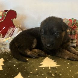 Frozen - Black and tan female German Shepherd puppy in Walla Walla, Washington from Silver Knight Shepherds