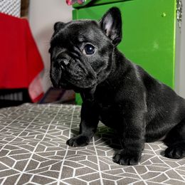 French Bulldog Puppies from Ranch Royale