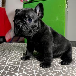 French Bulldog Puppies from Ranch Royale