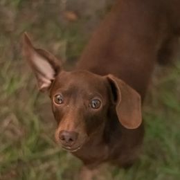 Dilly - Dachshund