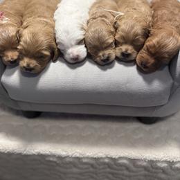 Female 2 pick - Apricot female Goldendoodle puppy in Mona, Utah from Hearts Full of Puppies