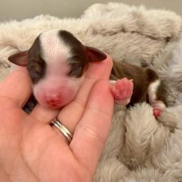 MUFFIN - female Sporty Mix puppy in Livonia, Michigan from M7’s Shelties, Toonies & AussieDoodles