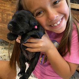 Miniature Schnauzer Puppies from Black Gold Miniature Schnauzers