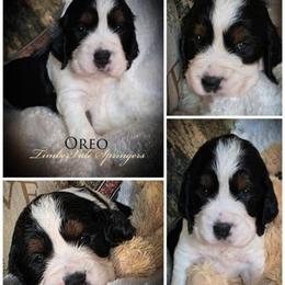 Boy 6 'Oreo' - Black white and tan male English Springer Spaniel puppy in Silverdale, Washington from TimberVale Springers
