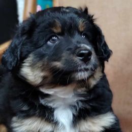 Black tri - Black tri Miniature Australian Shepherd puppy in Omak, Washington from Willow Flats Kennels