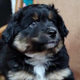 Black tri - Black tri Miniature Australian Shepherd puppy in Omak, Washington from Willow Flats Kennels