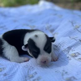 Jack- Natural bobtail Mismark - White and black male Pembroke Welsh Corgi puppy in Hope, Arkansas from Foxy Knoll Farm