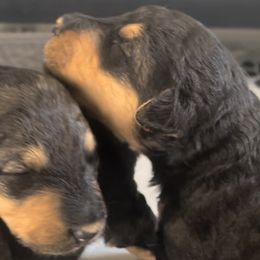 Girl 3 - Airedale Terrier puppy from DogwoodDales Airedale Terriers