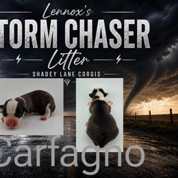 Carfagno - Brindle and white female Cardigan Welsh Corgi puppy in Bland, Missouri from Shadey Lane Corgis