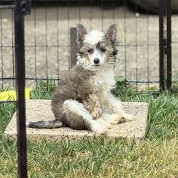 Orchid - Sable female Chinese Crested puppy in Sweet Home, Oregon from Rhapsody Poodles & Cresteds