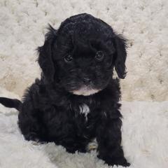 Sugar Plum - Black and white Cavapoo puppy in Missouri from B&M Cottonwood Canines