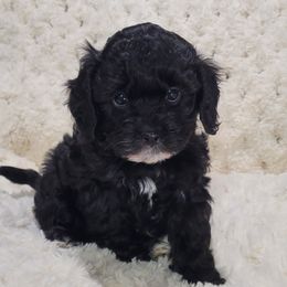 Sugar Plum - Black and white Cavapoo puppy in Missouri from B&M Cottonwood Canines