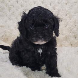 Sugar Plum - Black and white Cavapoo puppy in Missouri from B&M Cottonwood Canines