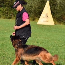 German Shepherds from GradyHaus