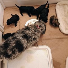 Bernedoodle and Yorkshire Terrier Puppies from Ellie's Cute as a Button Yorkies