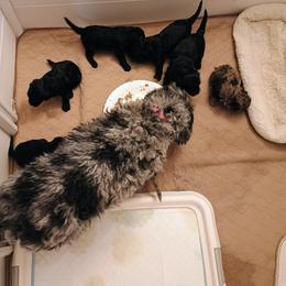 Bernedoodle and Yorkshire Terrier Puppies from Ellie's Cute as a Button Yorkies